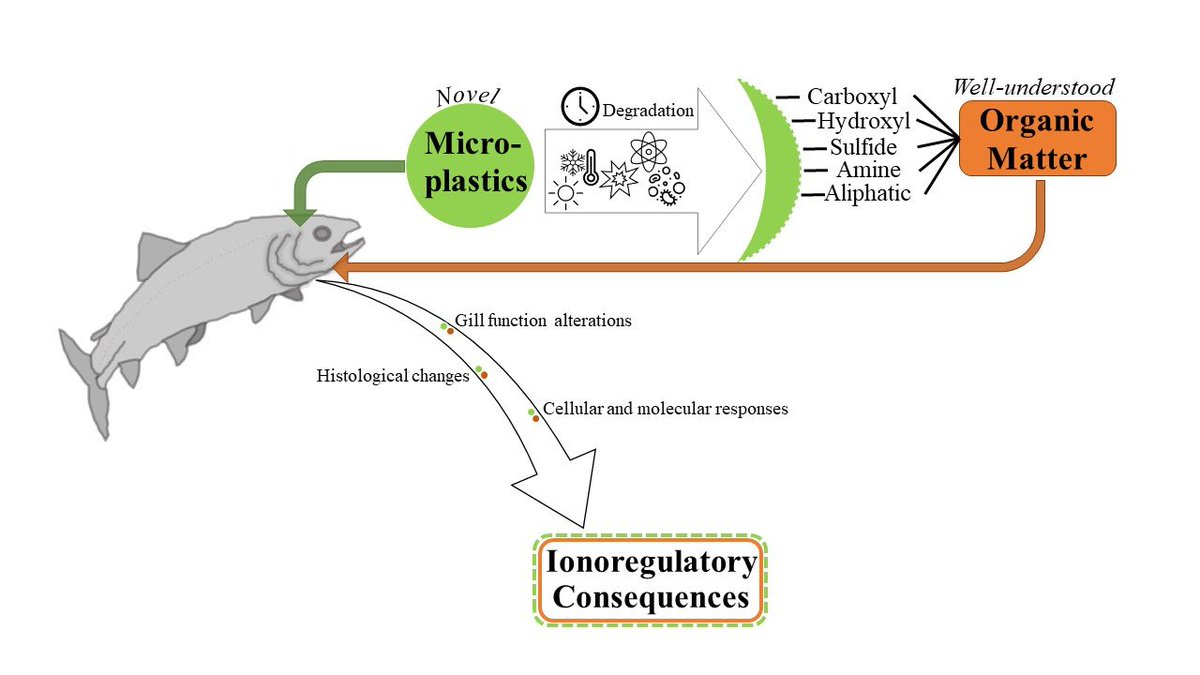 Microplastics are dynamic contaminants that change over time in freshwater systems. Lauren Zink (PDF) and Prof. Chris Wood provide insight on how our growing knowledge of microplastics relate to ionoregulatory effects at the fish gill.
doi.org/10.1016/j.cbpa…