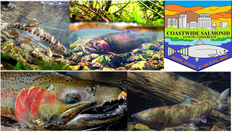 MarenWellenreut's tweet photo. Must read for anyone interested in #genomics and #salmonids. Articles cover #aquaculture and #conservation, among other things. Special Issue in @EvolAppJournal  https://t.co/e8rECwYHVp https://t.co/8q8eI3lZQH