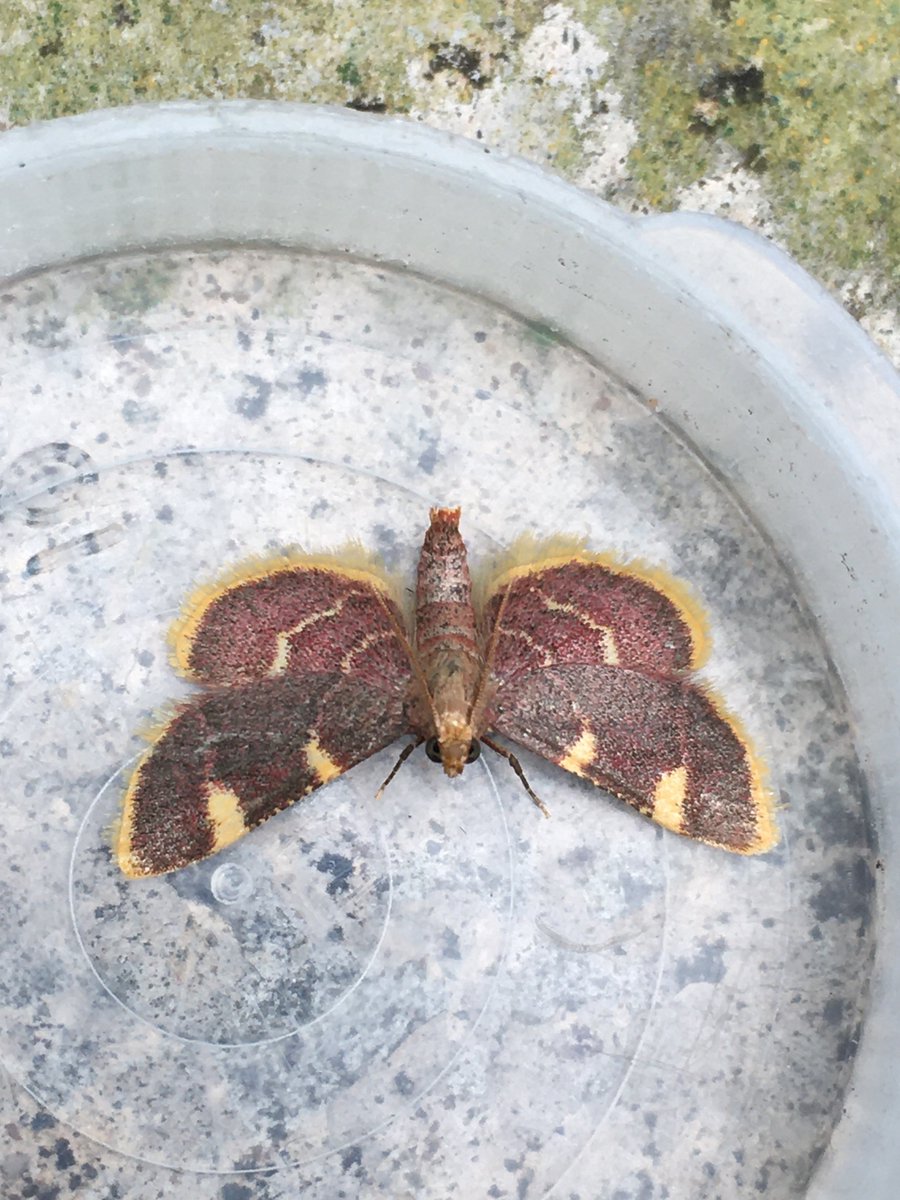 OwainGabb's tweet photo. Gold triangle, hoary footman, Lozotaeniodes formosana, peppered moth 07/07/24. Only 40 moths of 20 species.
#Swansea #Gower #GlamorganMoths #MothTrapping https://t.co/vhe5t0TaGl