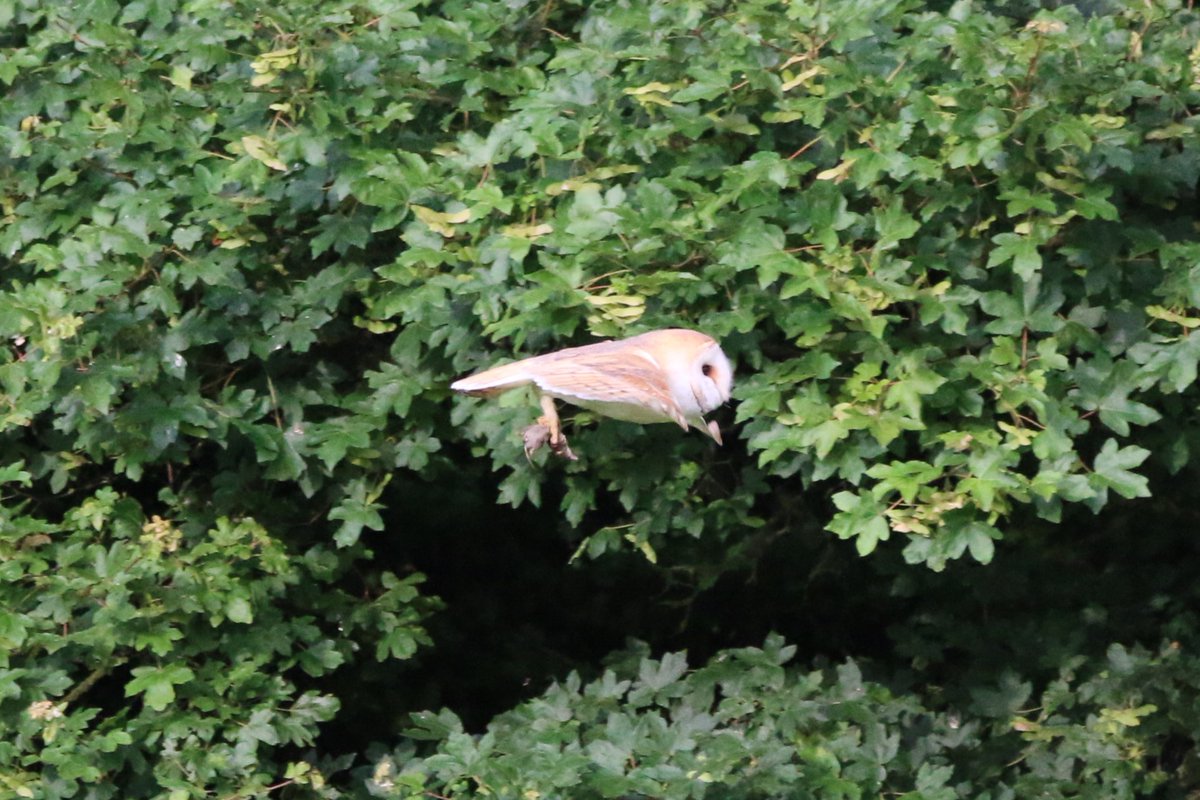AlanSte93304651's tweet photo. Barn Owl over our field again this evening. Quiet as a moth. https://t.co/DdRjq5sbKz