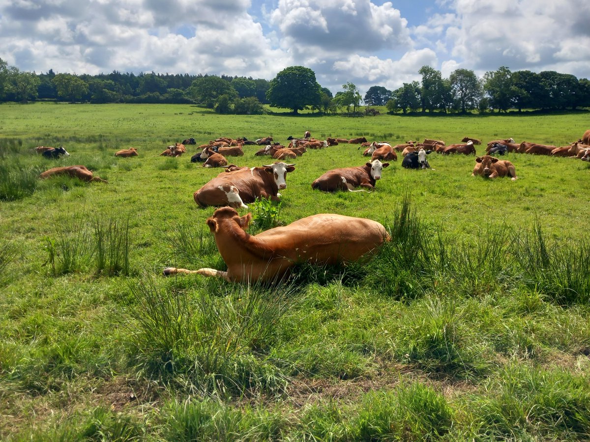 RoseNightingal1's tweet photo. @WoodlandNomad Ooh, are we going to have a parallel thread for #cowclub ?? https://t.co/YSdEqSpVTq