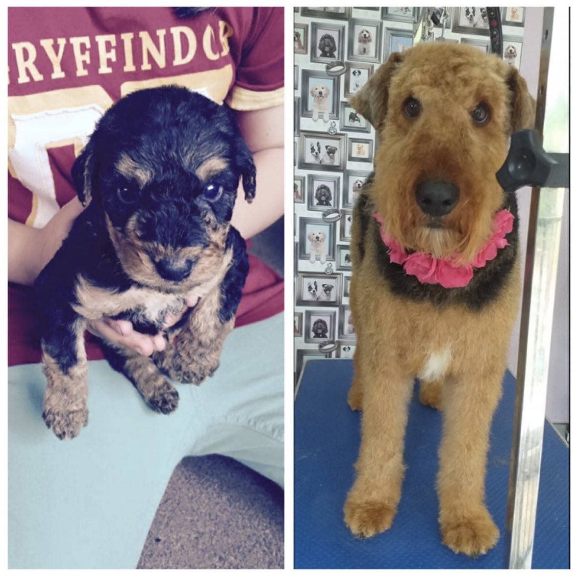 hols1983's tweet photo. @Jenn7_4 This is Hollie, she was 4 weeks old on the left and about 3 on the right. I love how disgusted she is with the groomer’s attempt at ‘pretty’. She is 9 now. https://t.co/0p8bpSQWLV