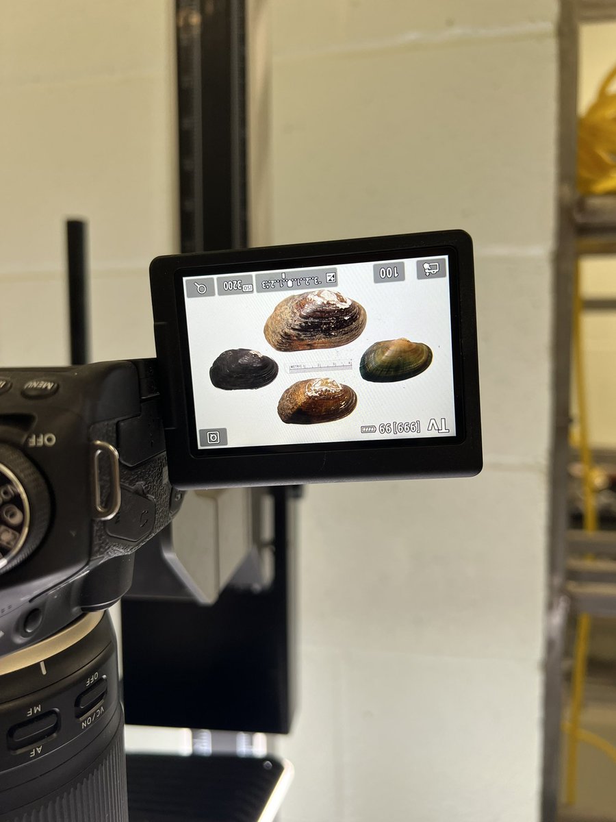 Trying to update our #SWAP with images that show the variability of #shell morphology of some #freshwatermussels in SC! 
#savethemussels 
#freshwatermussel