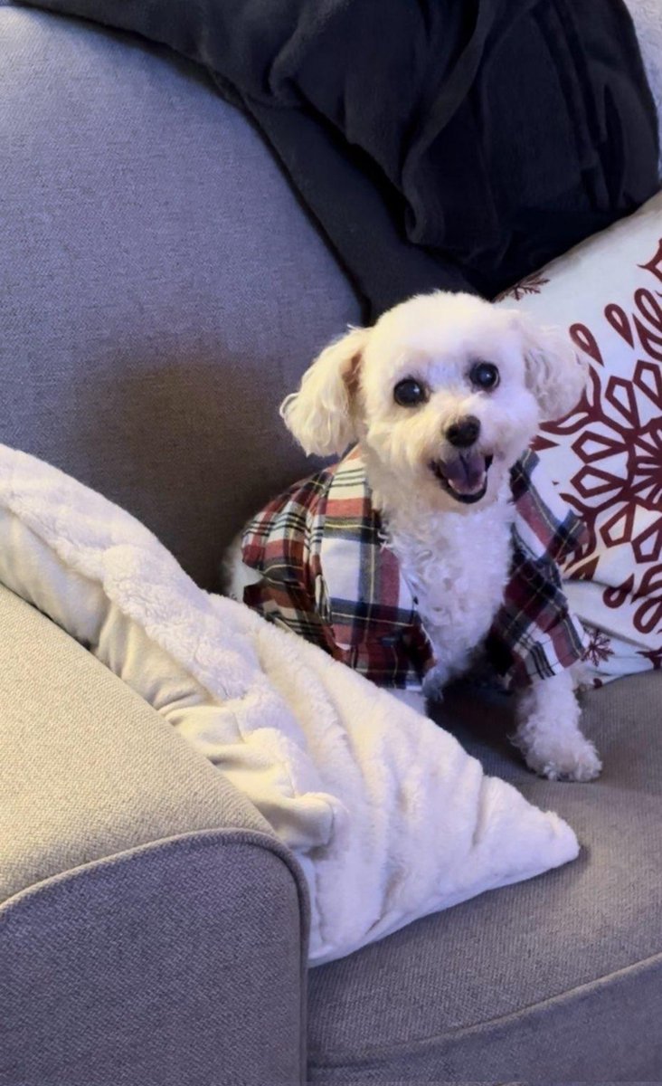 Our little baby Sweetie passed. She was 15 and we have a lot of great memories!