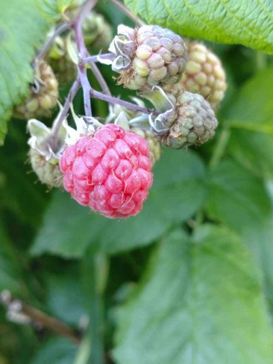 hautecommetrois's tweet image. A week of many #SmallBeauties to share #BecauseOfClem for #SmallBeautiesHour...
Wild raspberries, a found newt, tiny martins, fancy signs and fancy linen, shiny planes and shiny art works (the @JackieMorrisArt exhibition at Rheged). Feeling rather charmed.