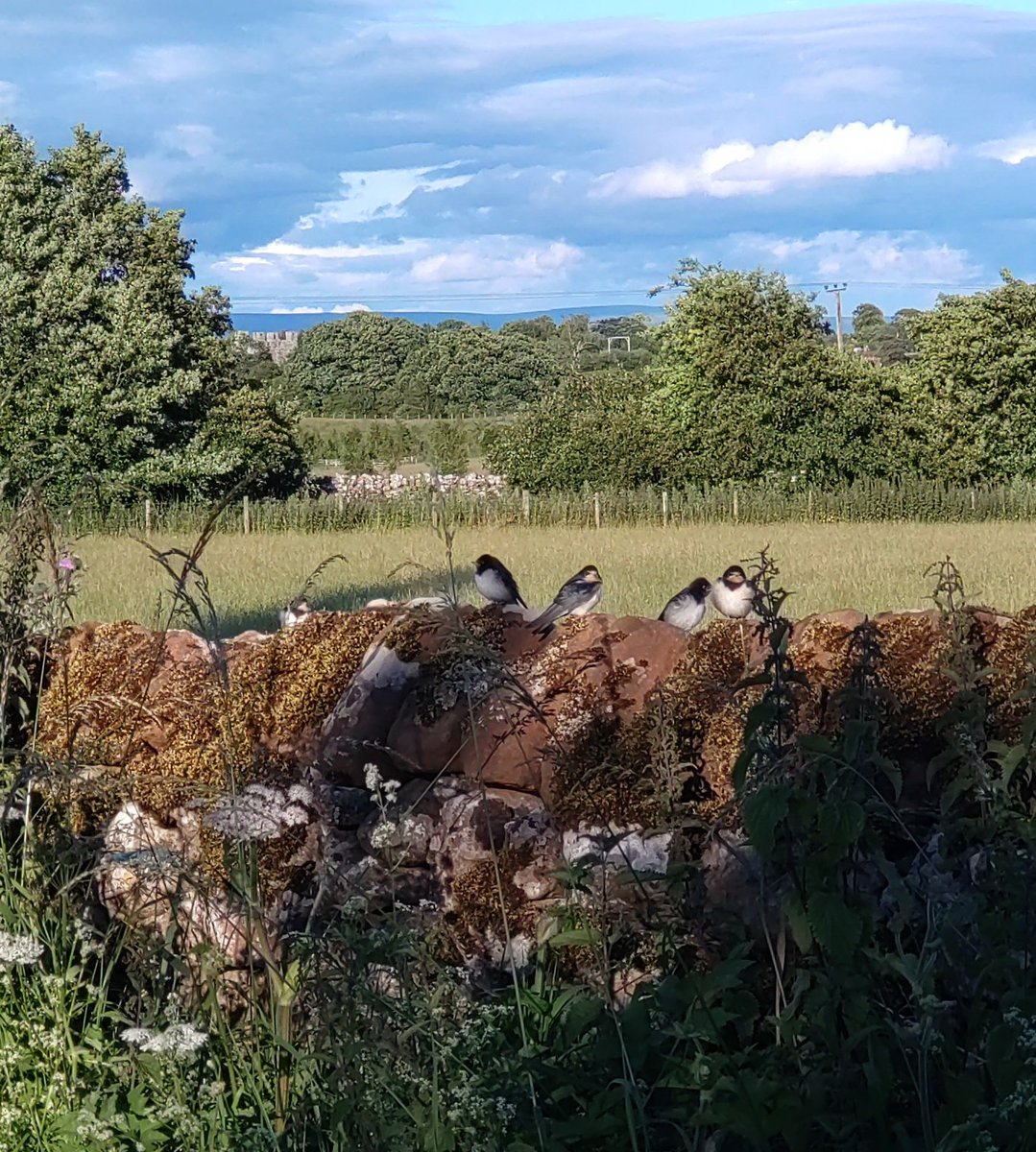 hautecommetrois's tweet image. A week of many #SmallBeauties to share #BecauseOfClem for #SmallBeautiesHour...
Wild raspberries, a found newt, tiny martins, fancy signs and fancy linen, shiny planes and shiny art works (the @JackieMorrisArt exhibition at Rheged). Feeling rather charmed.