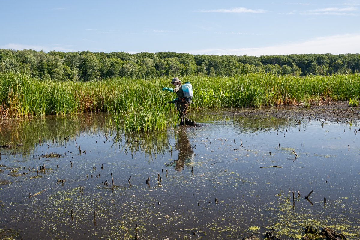 USACE_Buffalo's tweet photo. @goCMNH @NYSDEC @ArmyERDC @cityofmentor @MentorLagoons @MentorLagoonsYC @OhioEPA @RepDaveJoyce @SenSherrodBrown To help protect one of the largest natural marshes remaining along the Lake Erie shoreline, a team is working their way through the marsh treating & removing flowering rush to control the spread.
#USACE #FloweringRush #InvasiveSpecies https://t.co/AAl8pgTlBU