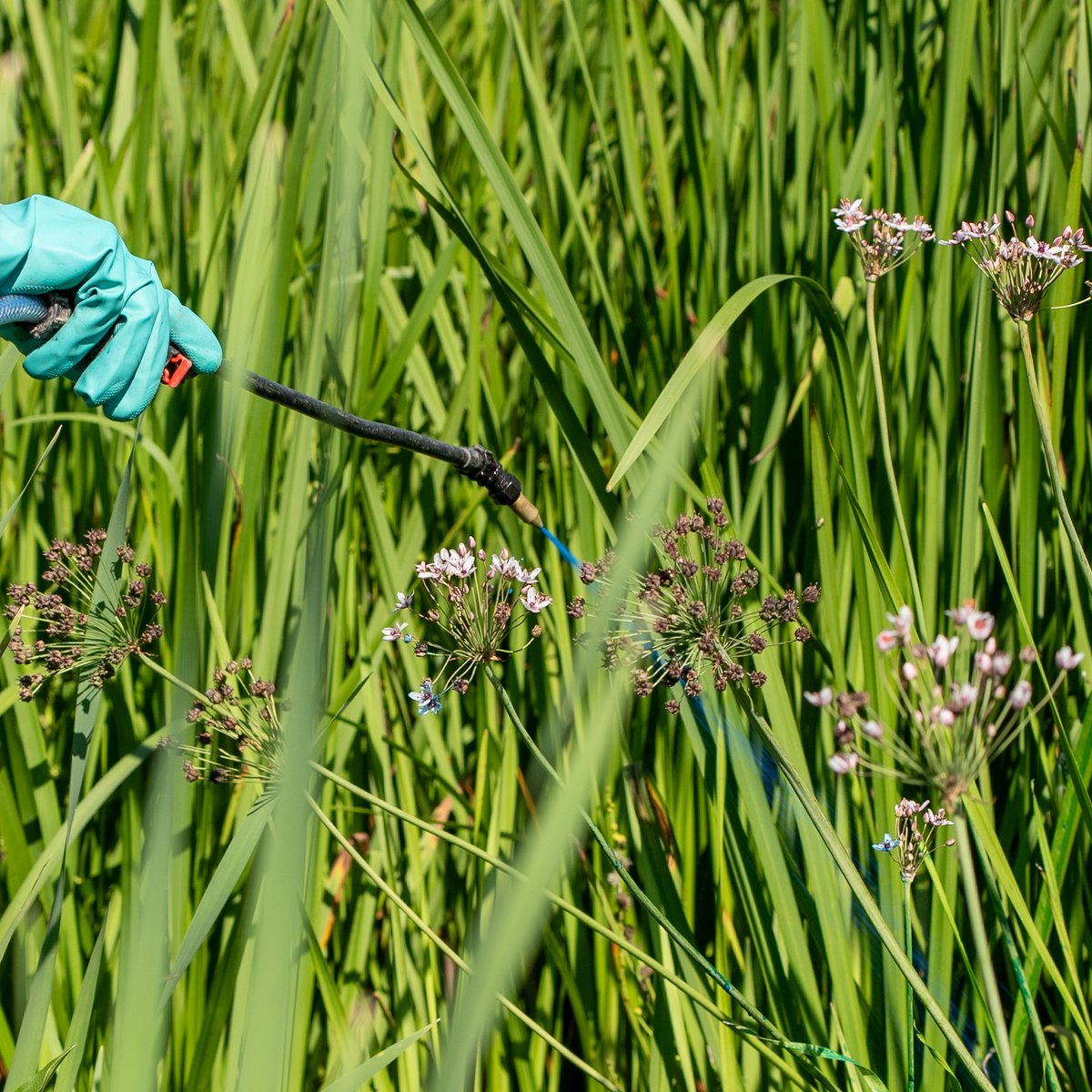 USACE_Buffalo's tweet photo. @goCMNH @NYSDEC @ArmyERDC @cityofmentor @MentorLagoons @MentorLagoonsYC @OhioEPA @RepDaveJoyce @SenSherrodBrown To help protect one of the largest natural marshes remaining along the Lake Erie shoreline, a team is working their way through the marsh treating & removing flowering rush to control the spread.
#USACE #FloweringRush #InvasiveSpecies https://t.co/AAl8pgTlBU