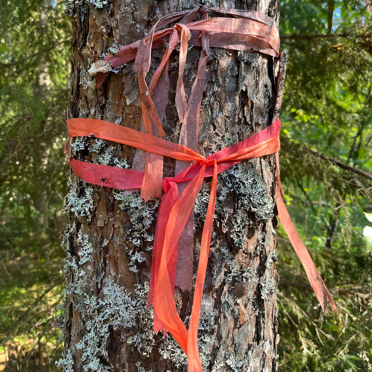 Prayer flags? No, signs of field markings from the past ten years. We are monitoring the post-restoration (ditch closing) changes in forested wetlands. Clearly, we stick to the same brand of paper tape. No big deal when it falls off, since easily combustible. 

#restorenature