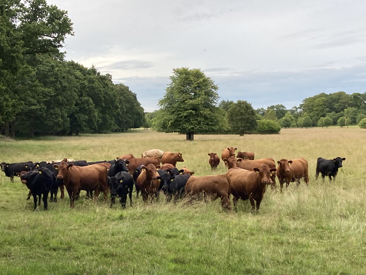 Aliy47's tweet image. #Dexters #cattle #Norfolk