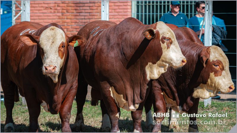 sortimentos's tweet image. ABHB na Expointer 2024
🟢 Associação Brasileira de Hereford e Braford (ABHB) abre inscrições para participação de animais das raças Hereford e Braford na Expointer 2024.
sortimentos.com.br/agronegocio-no…

Conheça o site Feiras Comerciais : feirascomerciais.com

#Expointer #Expointer2024