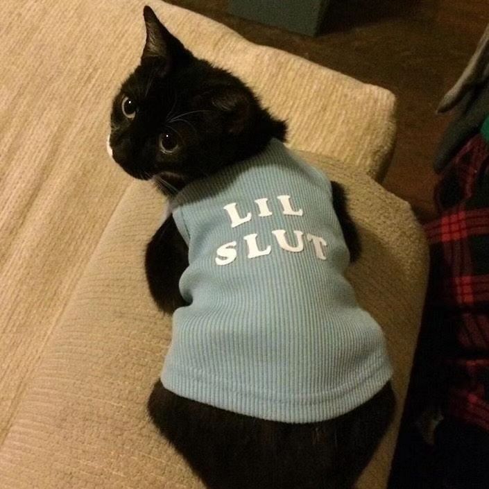 Punch Cat (@punchingcat) on Twitter photo 