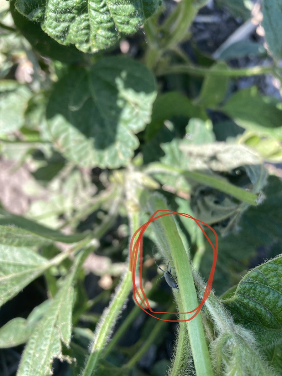 RosaCropCA's tweet photo. Look who is around π @Bayer4CropsGLC
#cropscout #agronomy #dectes #stemborer #soybeans #Bayer4NE https://t.co/ILScvs96mk