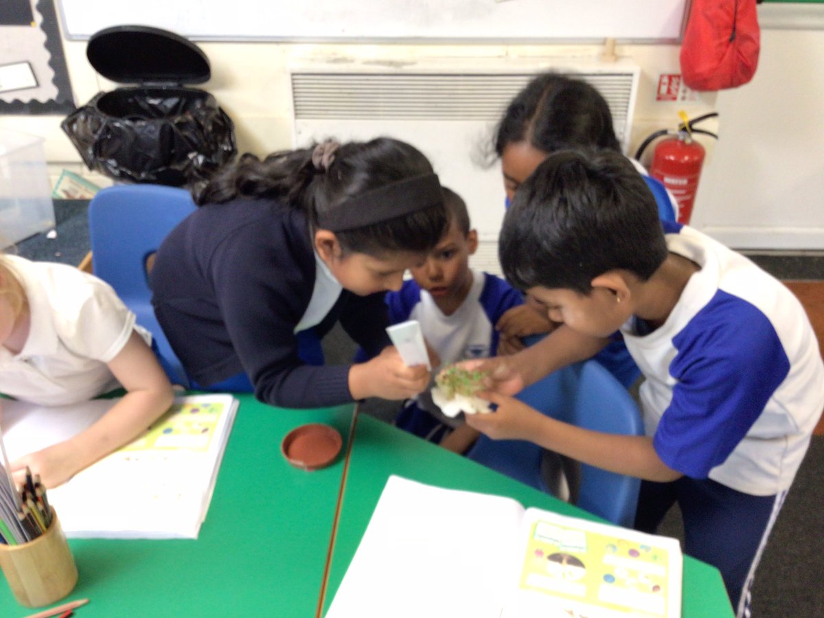 Stm_GW's tweet photo. We have been busy the past week planting cress seeds, watering them and making sure they have air and sunlight so they can grow. We are observing and measure the height of the plants over a few days. We were impressed at the height of them today after the weekend #STMscience https://t.co/WL2ZK9qtnE