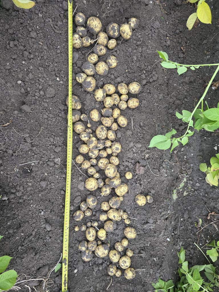 Frans Meerse tweet media