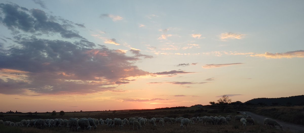 jordialgerri's tweet photo. #postadesol
#Algerri #serenguetiponenti
#SecansdelaNoguera
Tot rostollant anem cap al corral, tot i q ara fa un bo q'animore🥰
#LoTito i #LaNeu
https://t.co/eRoXucajPy
#corderdepastura https://t.co/gRZgqfkJiT