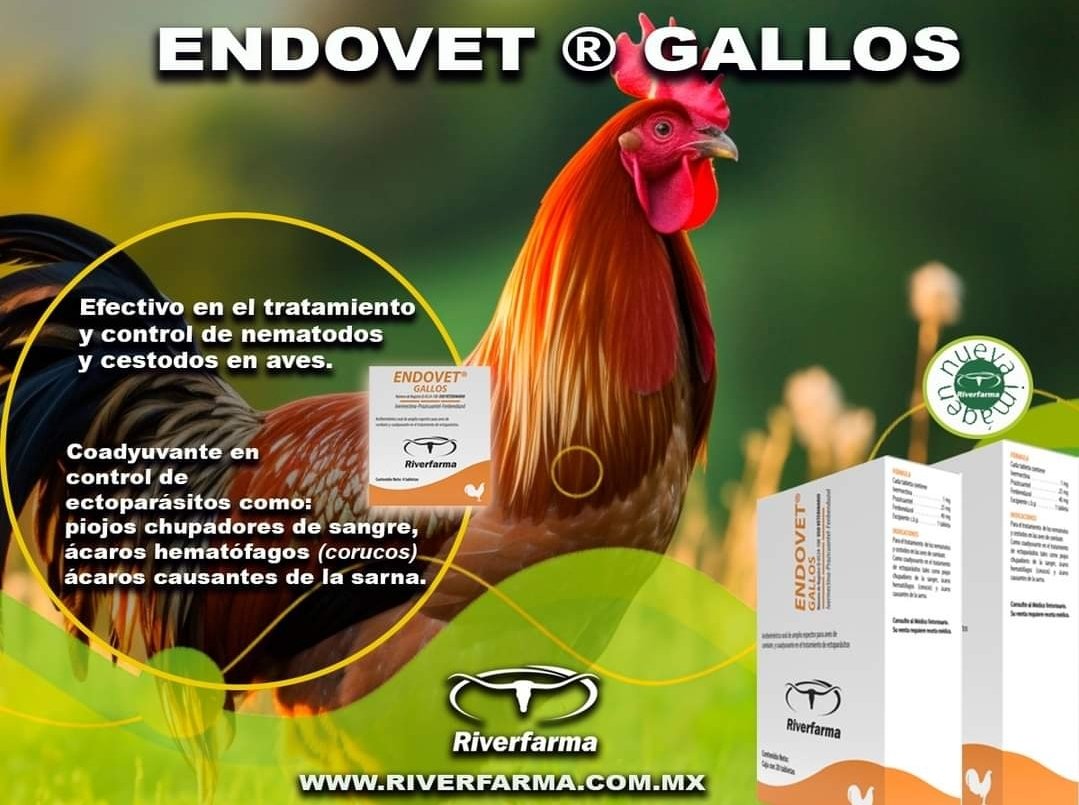 riverfarma's tweet photo. ¡Evita enfermedades en tus gallos! Mantenlos protegidos con Endovet Gallos. https://t.co/YZbOfD9azl