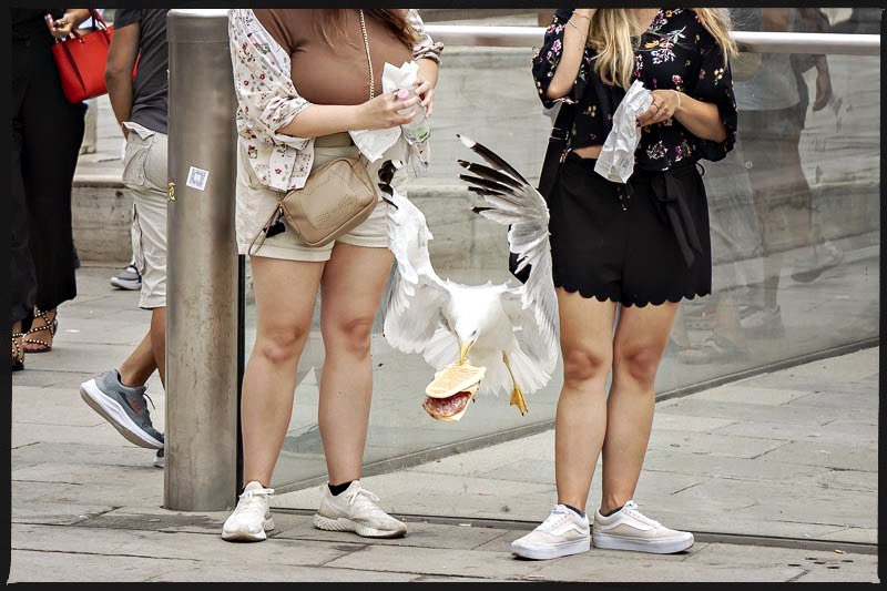 die möwen am markusplatz sind ziemlich aufdringlich… 

#venedig #möwen #markusplatz #hitchcock