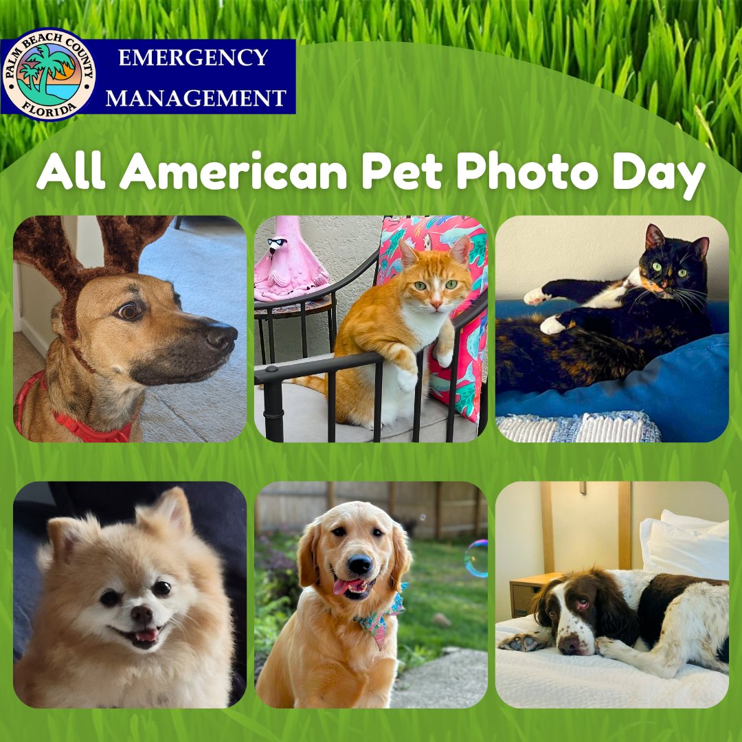 PBCOEM's tweet photo. These are some of our furry friends here at #PBCDEM ! Remember your furry friends during storm prep - they'll need 5 to 7 days worth of food, water, and medicine! For more info on Pet Friendly Storm Shelters, visit https://t.co/za2DXl1Qny
#HurricaneSeason #EmergencyManagement https://t.co/O8N3yKTzUP