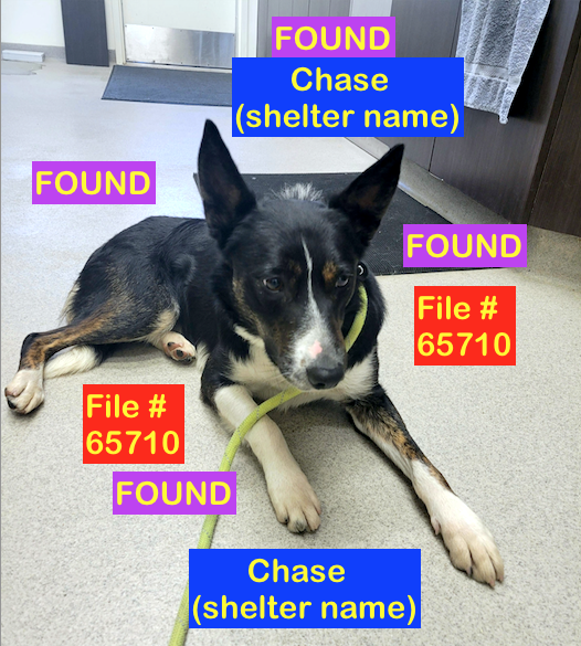 Black/White/Brown Dog FOUND in Uplands NORTH area on July 1st with No I.D. . File #65710. To claim, call Shelter ASAP 403-320-4099 to make an appointment. Bring Proof of Ownership.
#yql