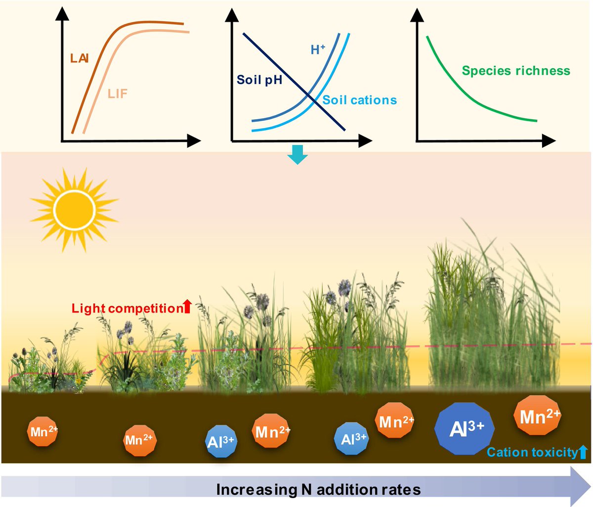 Mechanisms of #biodiversity loss under #nitrogen enrichment: unveiling a shift from light competition to cation toxicity

📖 ow.ly/9obL50SwIW8
by Numahun et al.

@WileyPlantSci #PlantScience
