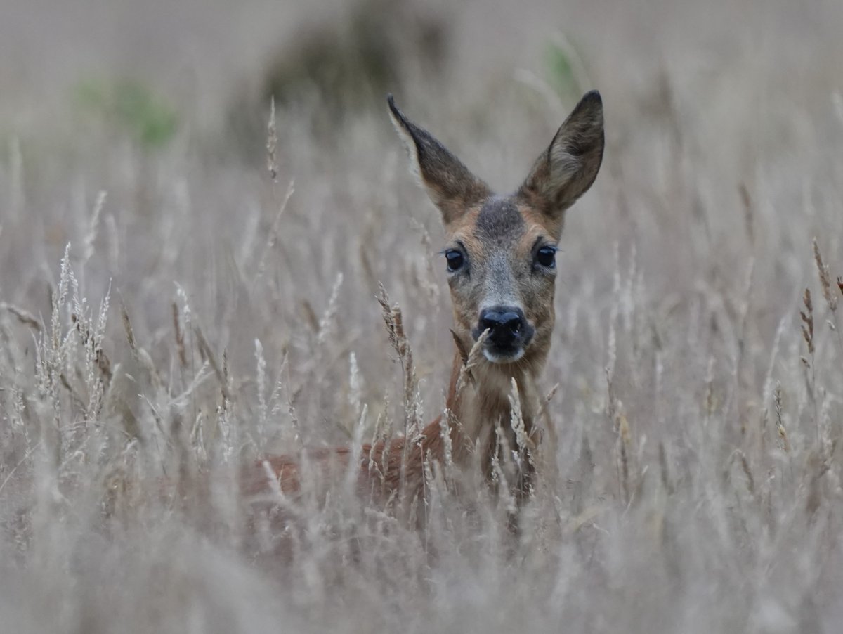 peter_kortekaas's tweet photo. Rustige paar uurtjes in het veld vanavond leverde toch enkele leuke plaatjes op.
Een reegeit kort bij in het hoge gras en een kalfje bij moeders in een ander perceel.
#reewild
#natuurtoezicht
#kampina
@bosw8erLuc https://t.co/ht8AzpxB4P