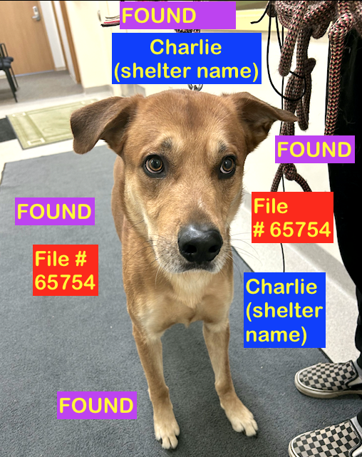 Tan Dog FOUND in Henderson Lake SOUTH area on July 3rd with No identification. File #65754. To claim, call the Shelter ASAP at: 403-320-4099 to make an appointment. Bring Proof of Ownership
#yql