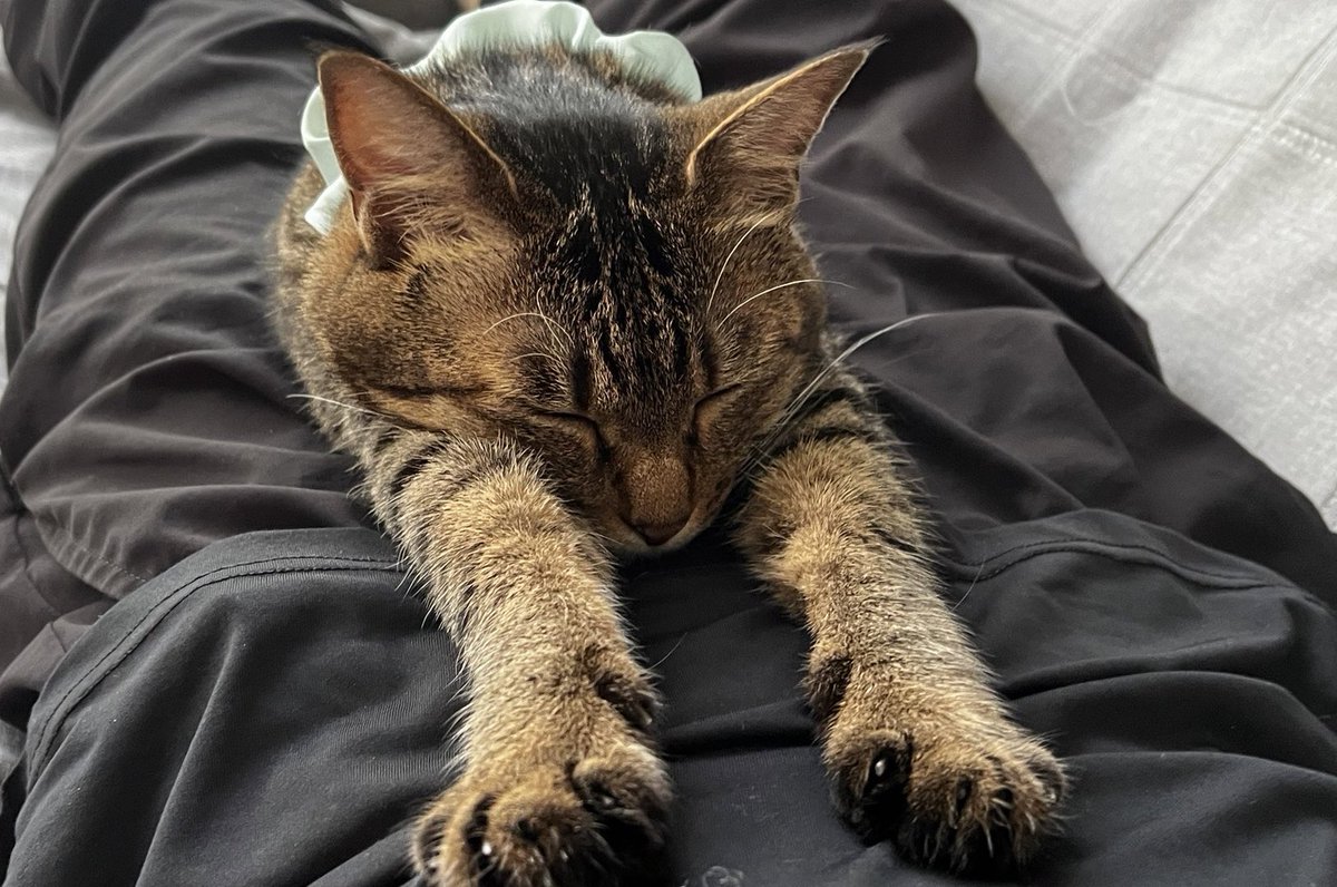 y200315117's tweet photo. 友達のねこちゃんがかわいい https://t.co/pgJaHjDAZC