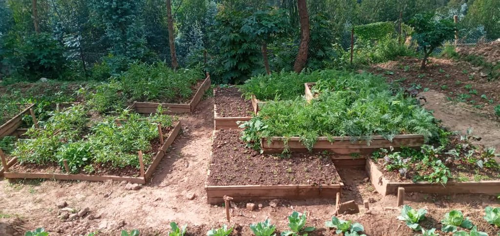 AlightRwanda's tweet photo. In the heart of refugee communities, our kitchen gardens are blooming hope and healing. Join us in sowing seeds of change.
#NutrionFirst
#HopeInAction
#ChildrensHealth
#UNFPARwanda
#Minema https://t.co/yOsm3LsrqW
