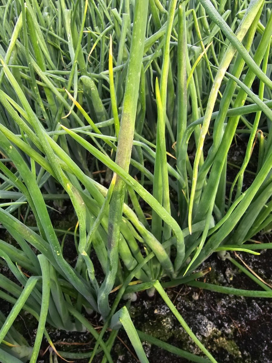 Muck Crops IPM tweet media