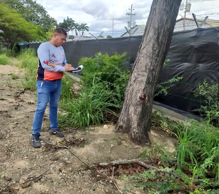 GuaraLuisJonas's tweet photo. #Enterate 🚩| 🌳📄 Respetando el medio ambiente y previo análisis correspondiente equipos de #DPCU han tramitado y respondido ➕ de 80 permisos para poda y tala de árboles por razones de mantenimiento y seguridad
@laprensalara
#8Jul
#PalabrasEres
#NaguaraLuisJonas https://t.co/Si4aQ3K1Pu