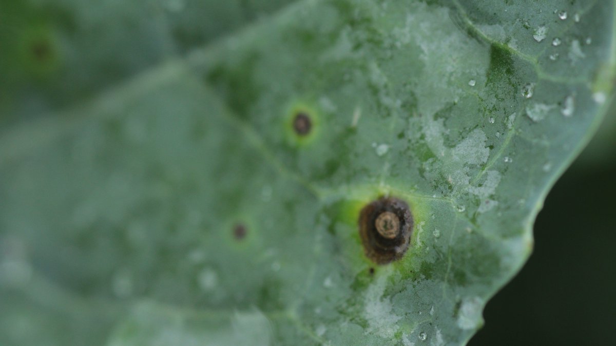 One more tool in the IPM toolbox for Brassica Alternaria. Switch 62.5 fungicide is now fully registered for Brassica Alternaria on broccoli, Brussels sprouts, cabbage, and cauliflower:

onvegetables.com/2024/07/08/swi…
#ontag