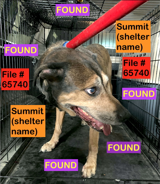 Brown &amp; Black Dog FOUND in Uplands NORTH area on July 3rd with No identification. File #65740. To claim,call Shelter ASAP 403-320-4099 to make an appointment. Bring Proof of Ownership
#yql