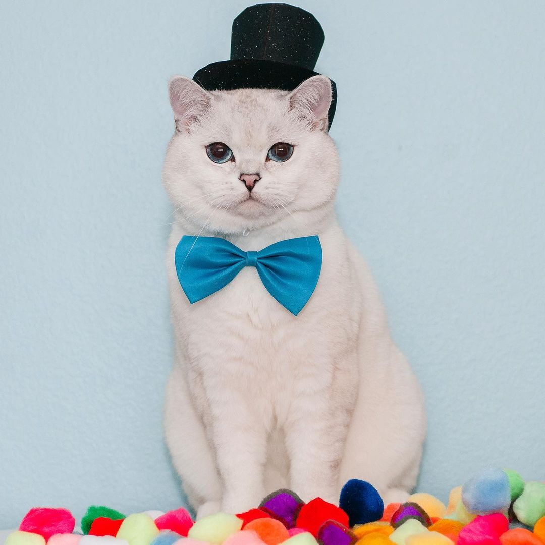 Have you cuddled your cat today?