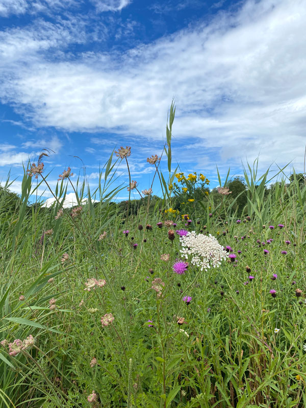 eugpower's tweet photo. "Walking" #194
#wildflowers #hampsteadheath #photography #walking #outdoors #summer #summerflowersinbloom #greenbeauty #lookingatnature #medows #iphonephotography https://t.co/fvuTgxyJ3T