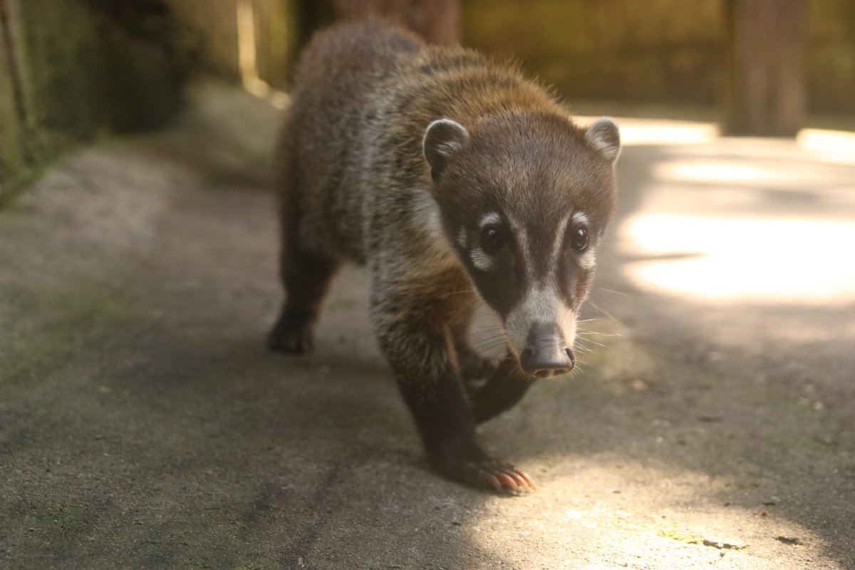 Conoce al pizote, también llamado coatimundi (Nasua narica). Este curioso mamífero es común en los bosques de Guatemala, donde se desplaza en grupos buscando alimentos como frutas e insectos. ¡Protejamos su hábitat para asegurar su supervivencia! #VidaSilvestre  #ARCASGuatemala