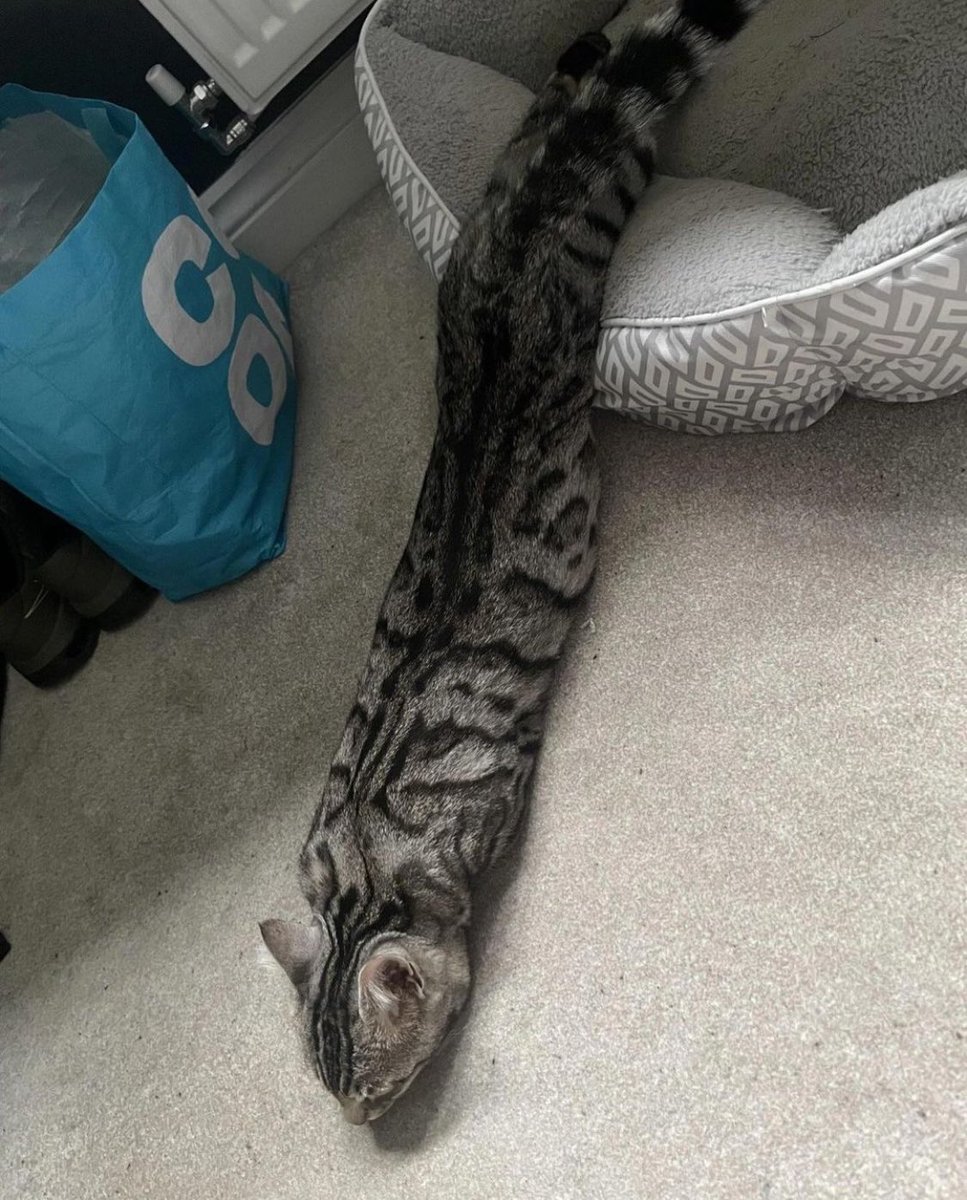 Punch Cat tweet media