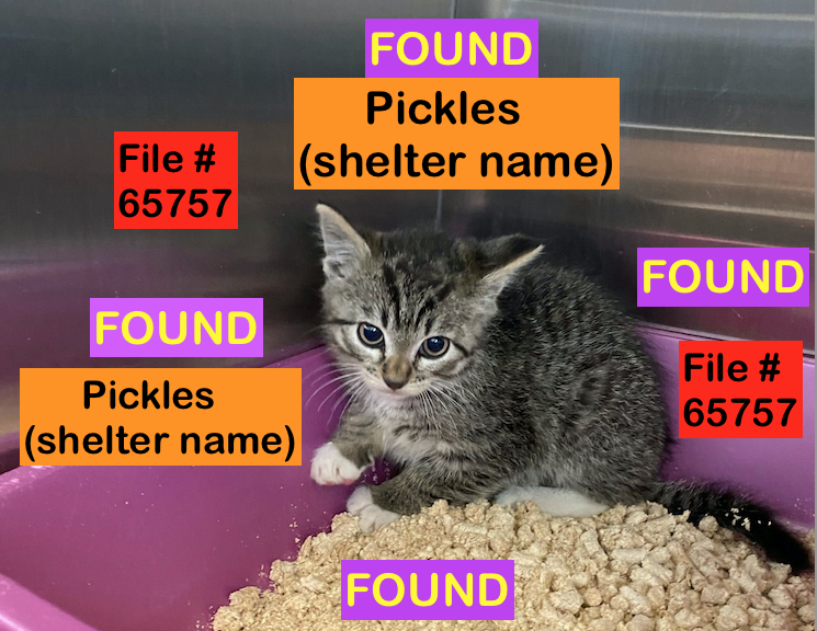 Tabby &amp; White Kitten FOUND in Redwood SOUTH area on July 4th with No Identification. File #65757. To claim,please call Shelter ASAP 403-320-4099 to make an appointment. Bring Proof of Ownership
#yql