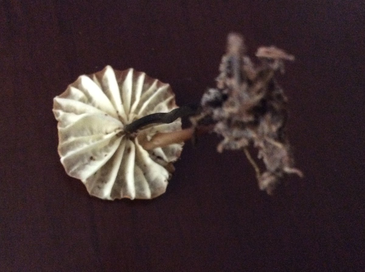 #hongo #fungi #MiBonao #delpatio