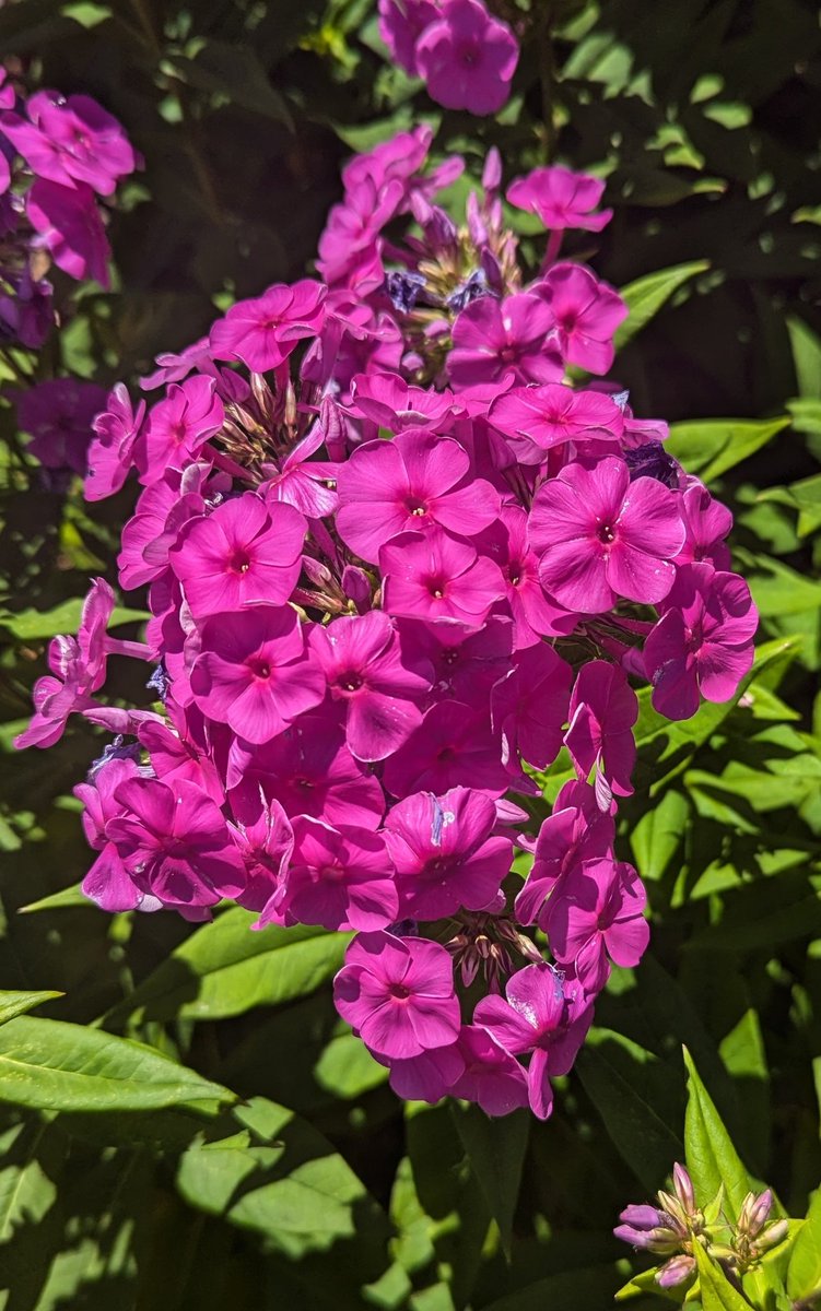 jeremybytes's tweet image. Kind of a rough morning. So here are some pictures of flowers I came across on a walk outside.