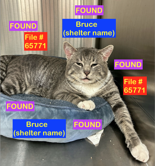 Grey Tabby Cat FOUND in Senator Buchanan NORTH area on July 5th with No Identification. File # 65771. To claim,please call Shelter ASAP at: 403-320-4099 to make an appointment. Bring Proof of Ownership
#yql