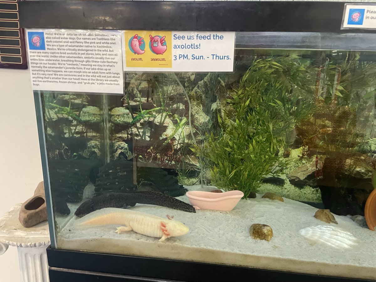 statelibraryor's tweet image. Our State Librarian stopped in at Driftwood Library last month. With this heat wave we would all sure love to take a trip back to Lincoln City.

#oregonlibraries #SLO #SLO40daysAroundOregon