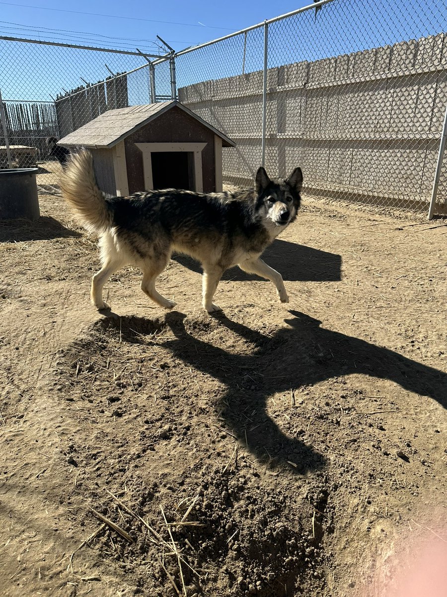 4Corners_wolf's tweet image. Miss Lana. Our tiniest pack member. #feral #lowcontent