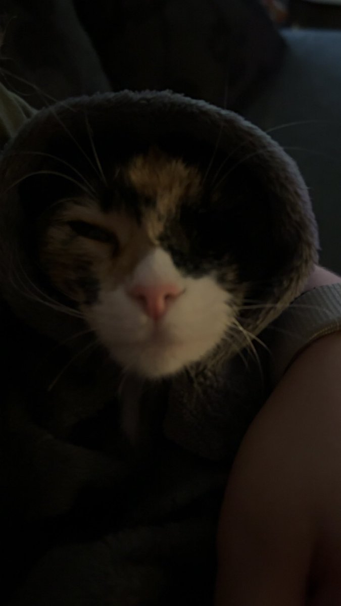 Bignosedchunker's tweet photo. Konrad e borte igjen på jobbreise, nu har vi bære ei katt, og æ e så redd førr at ho ska bli ensom:( SE PÅ HO LIKSOM https://t.co/2GHx56cyT2