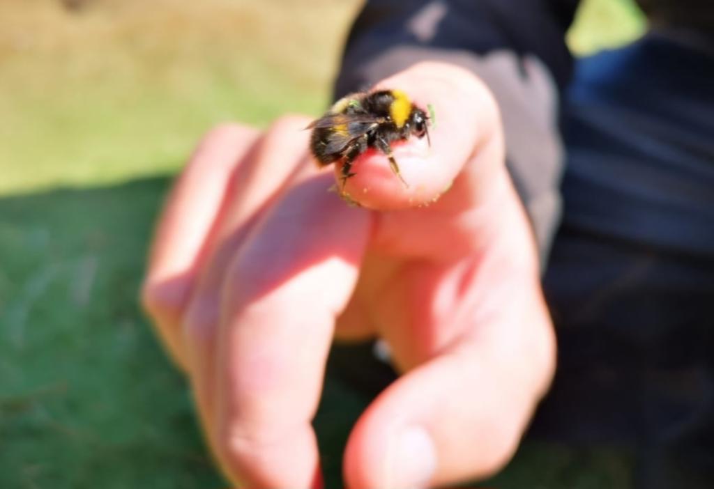 Please check out our new page. Away from the Greens and fairways, there are lots of amazing and interesting things going on out of sight. If your interested in ecology, wildlife or any of the environmental benefits a golf course brings please give us a follow.