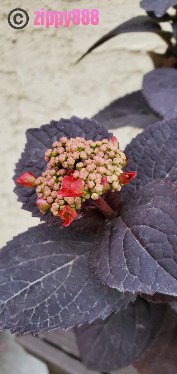 zzippy888's tweet photo. @Sopheverafter Hi!
#AlphabetChallenge #WeekB
#Begonia ❤️ https://t.co/n9RsxaBjxI
