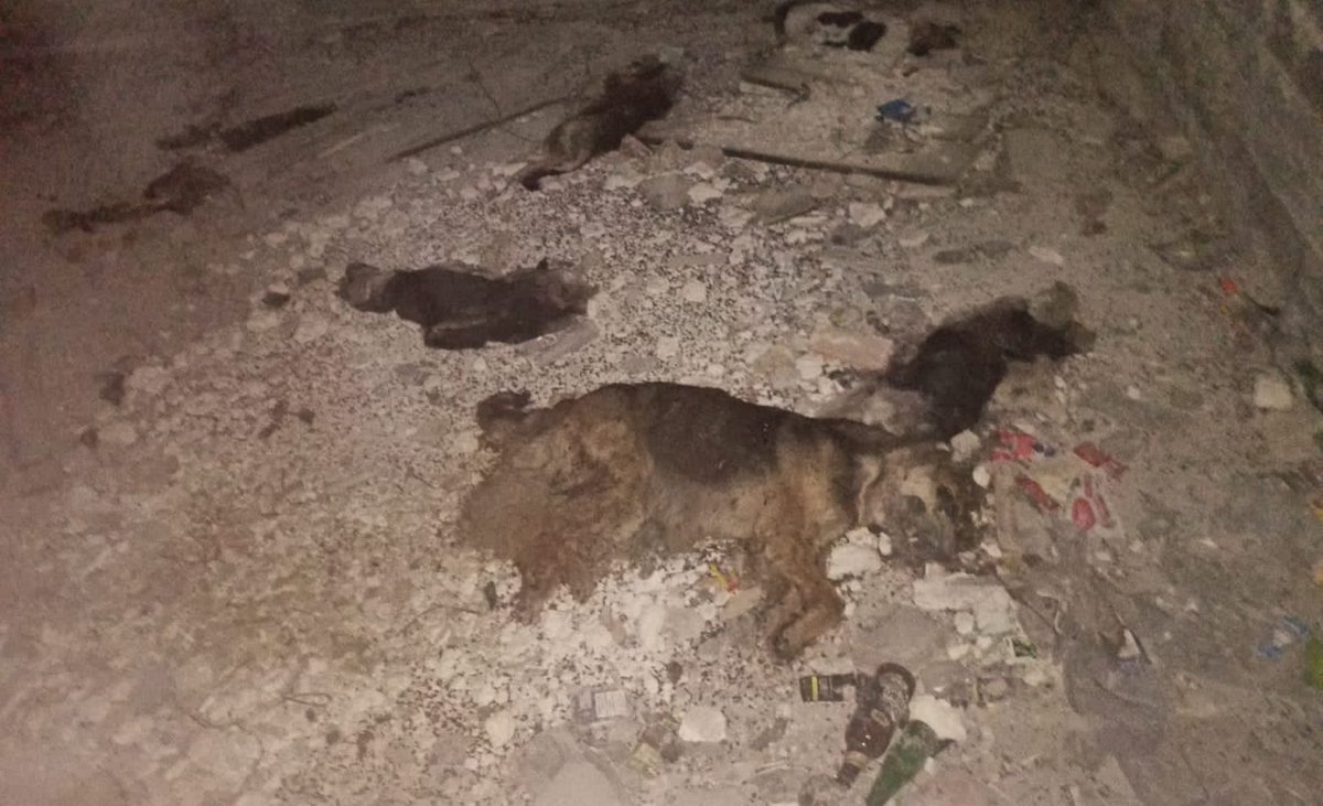 Sude (@sudeeyesil) on Twitter photo Ankara Şentepe'de 15 köpek katledildi
Haberin detayları için:
zafergazetesi.org/haber/20835814…
<a href="/Pawwarriors34/">HAYVANLARA ÖZGÜRLÜK PLATFORMU</a> #Ankara #Şentepe #köpek #katliam #sondakikahaberleri Ankara Şentepe'de 15 köpek katledildi
Haberin detayları için:
zafergazetesi.org/haber/20835814…
<a href="/Pawwarriors34/">HAYVANLARA ÖZGÜRLÜK PLATFORMU</a> #Ankara #Şentepe #köpek #katliam #sondakikahaberleri