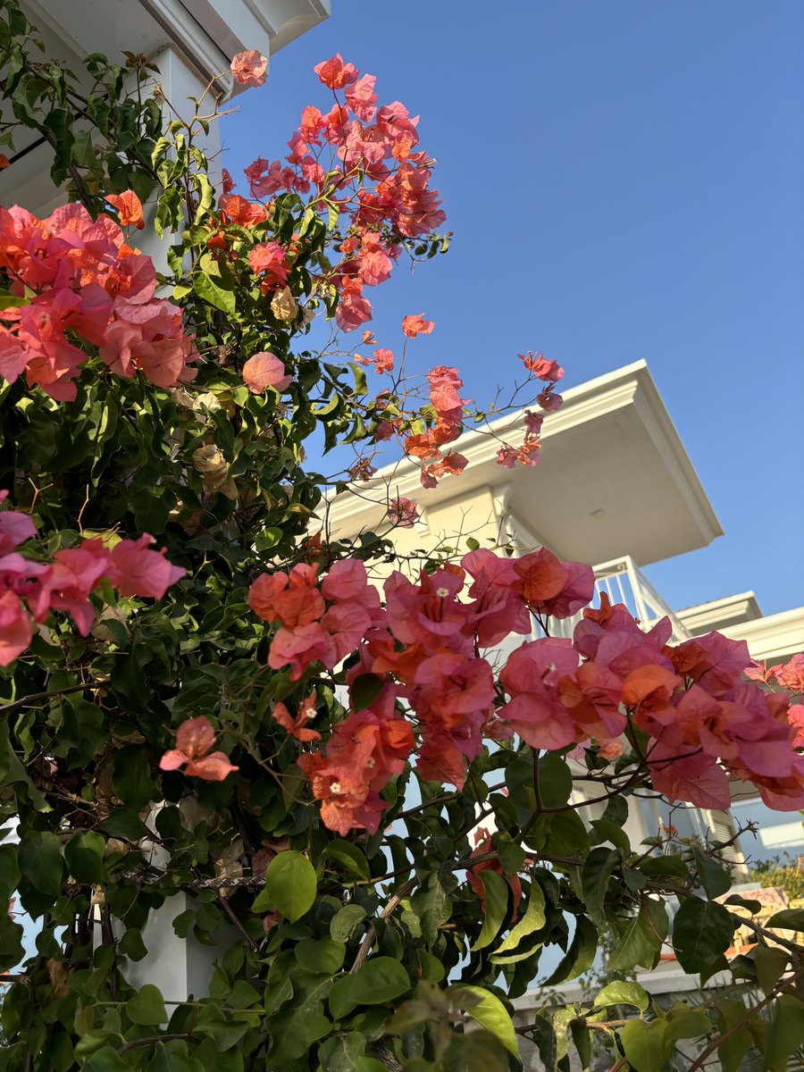 nneslgrkr's tweet photo. 🌞✨🌾🌺🤍 https://t.co/FkQArASCEW