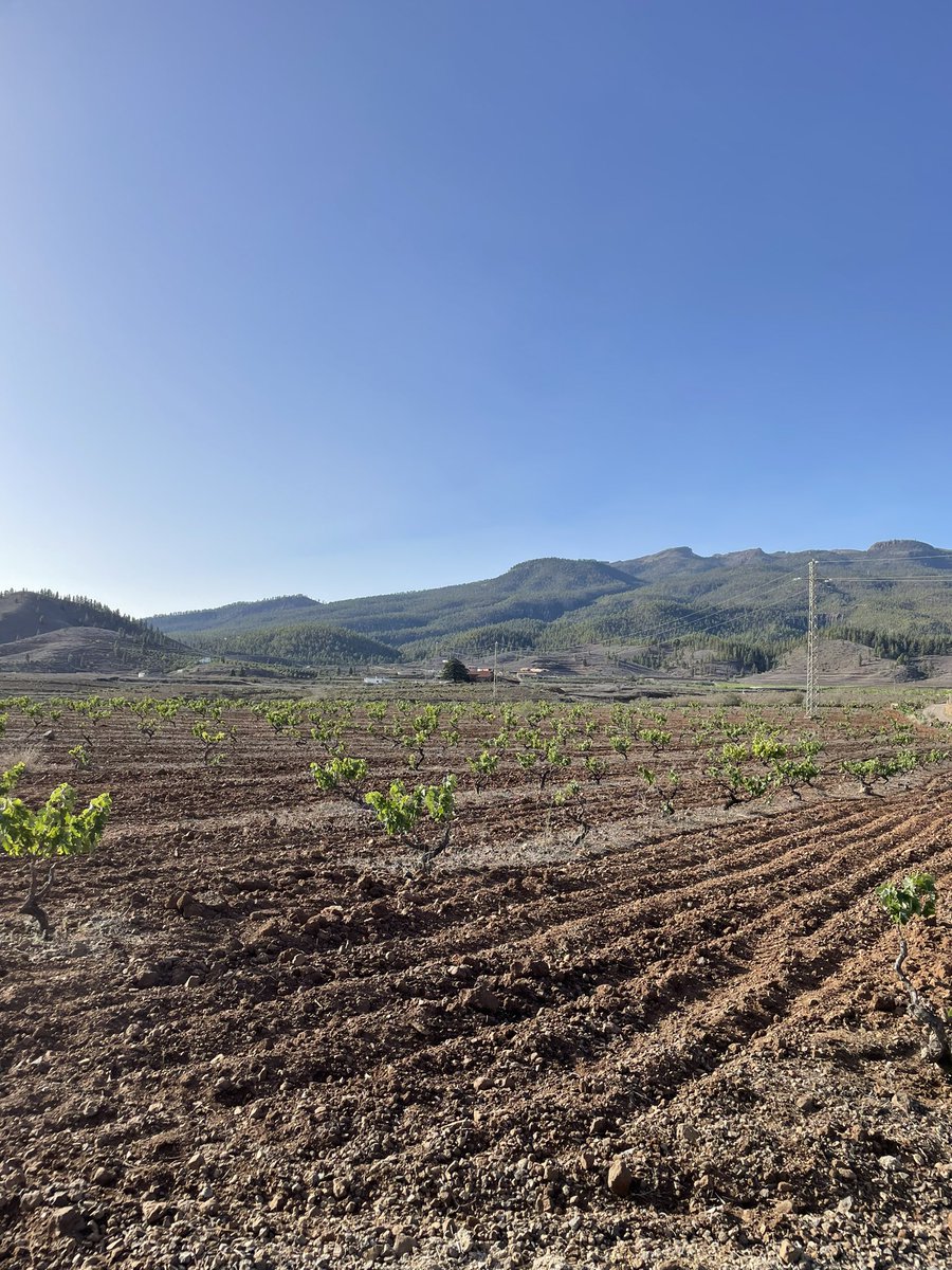 Leslie Boc tweet media