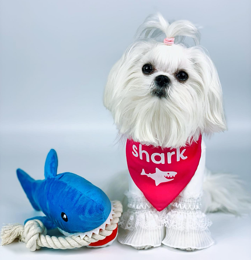 Havilah_V's tweet photo. #SharkWeekIsHere
#SharkWeek #Shark #Sharks #SharkConservation #SharkLover #Ocean #Dog #Dogs #DogsInCostumes #WhiteDog #Maltese #Bandana #PlushSharkToy - Photo by fourfluffymaltese
Watch Shark Week on #DiscoveryChannel all week! https://t.co/apzyDmh59y